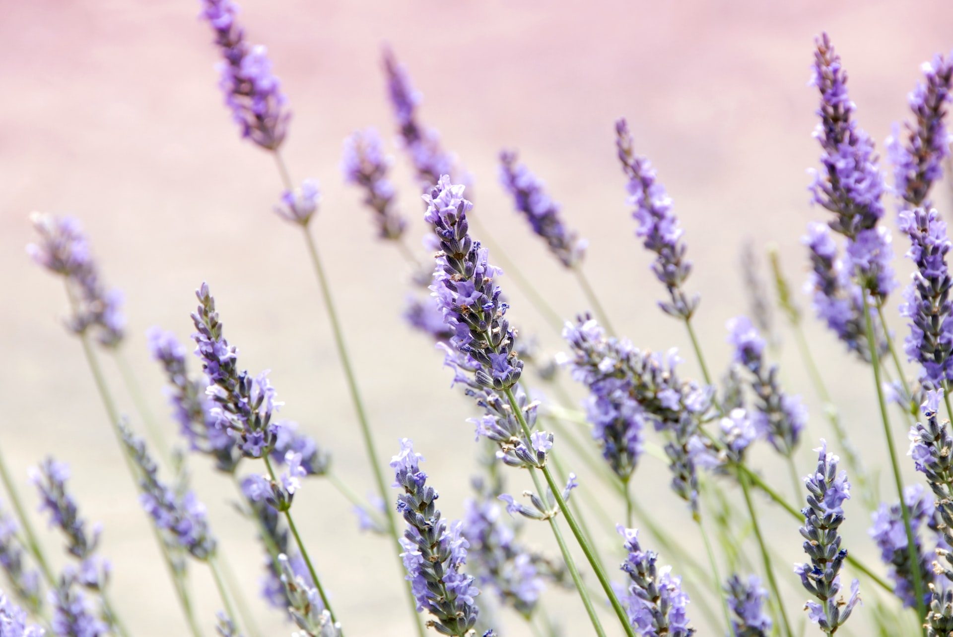 Lavender flowers against pink sky