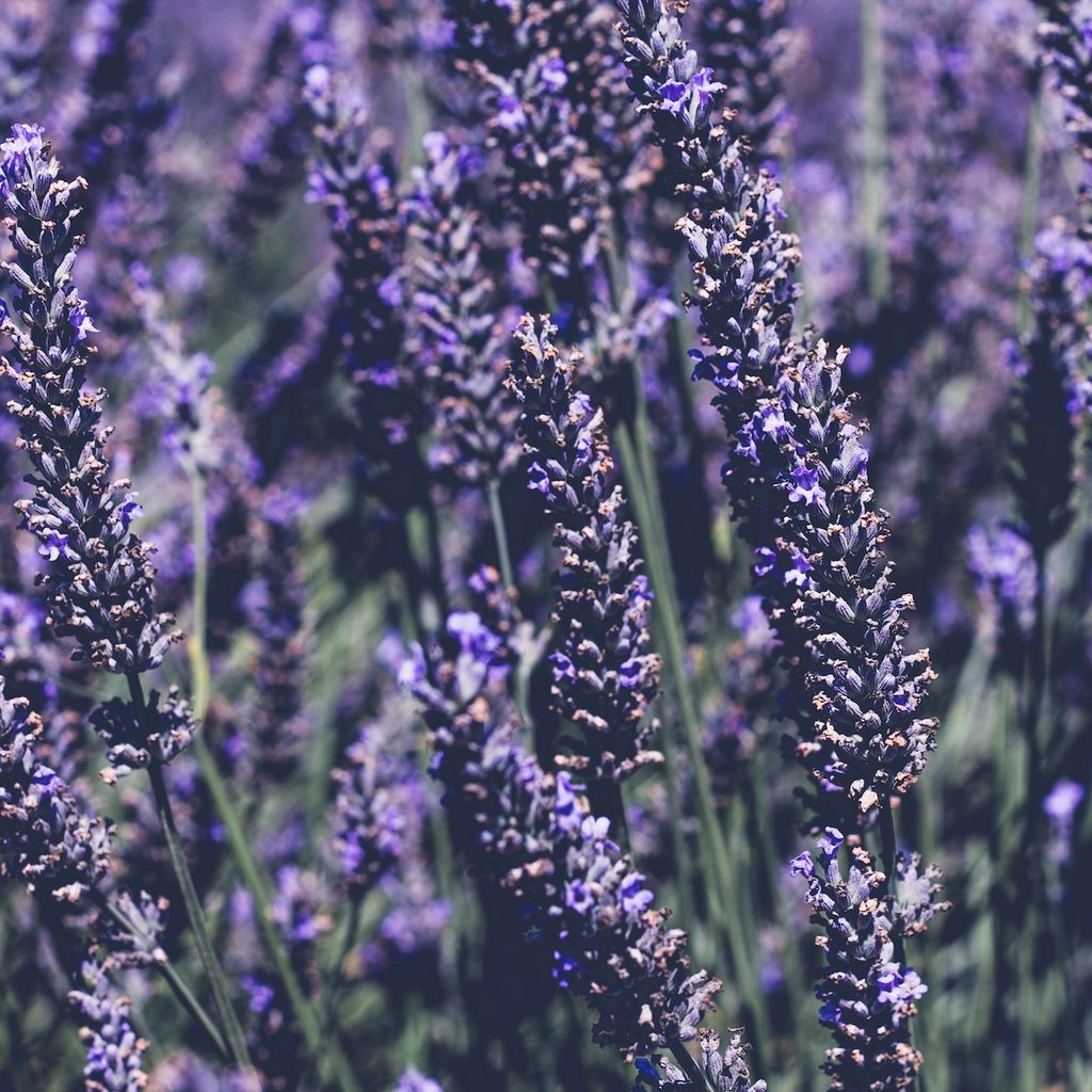 lavender flowers clustered together