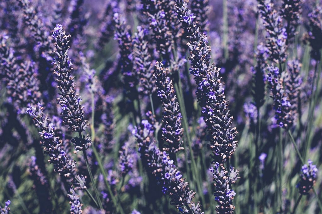 Lavender flowers clustered together