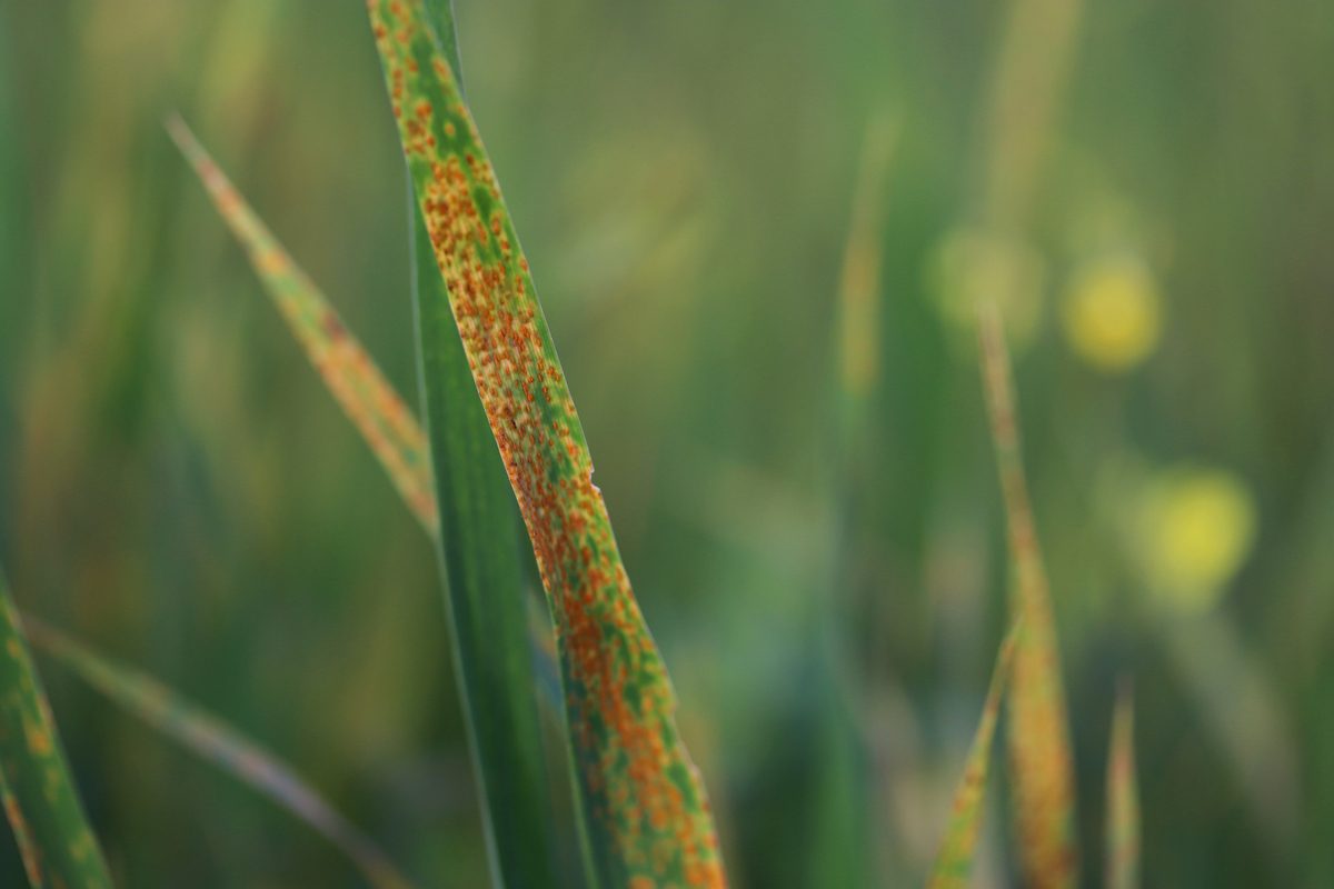 A blade of grass speckled orange with lawn rust