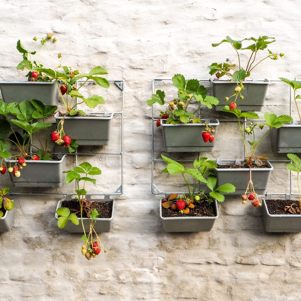 Strawberries being grown vertically on a wall