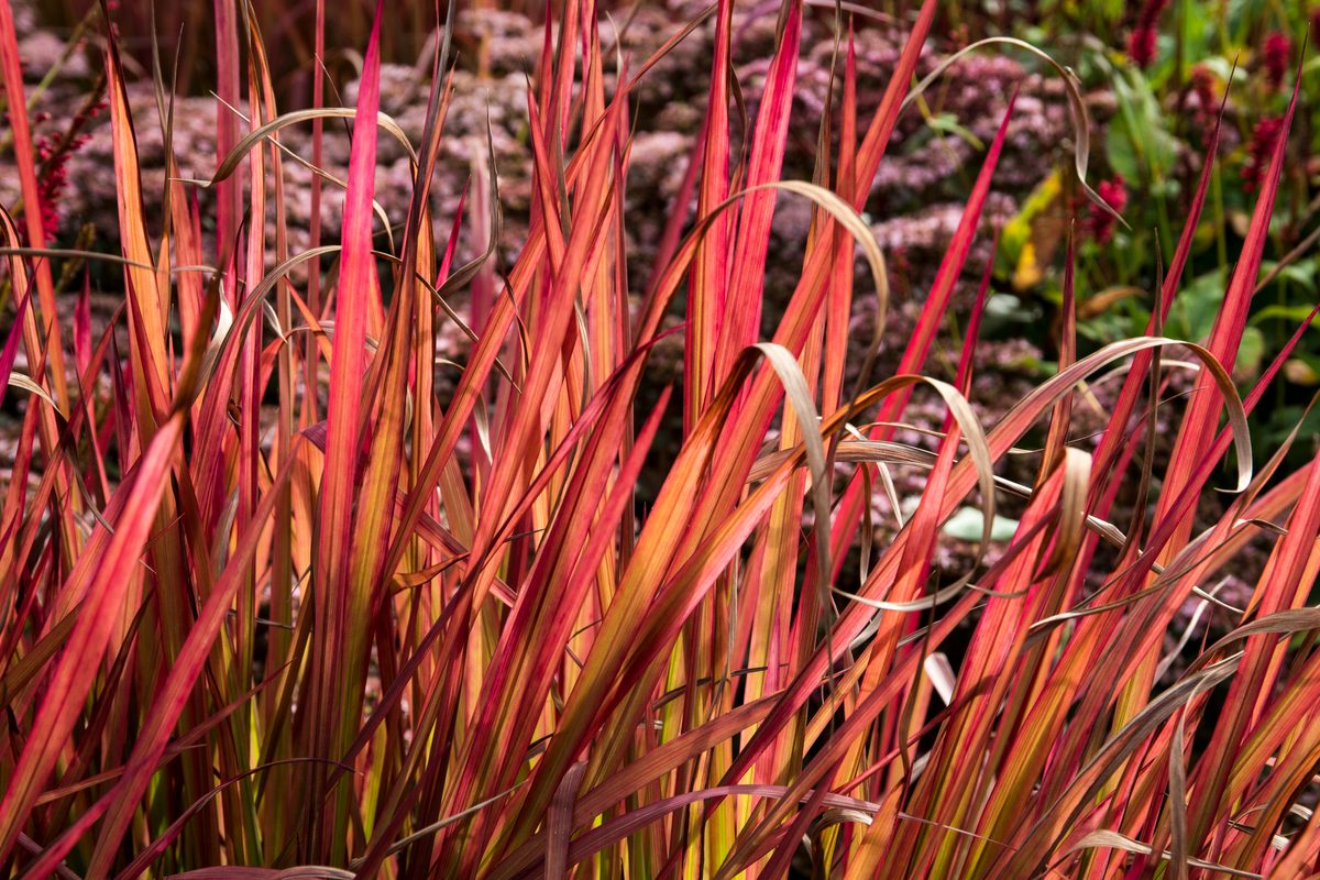 Tall, naturally red grass