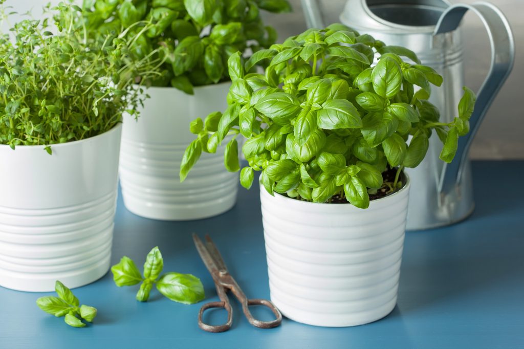 Herb plants in ceramic pots on table