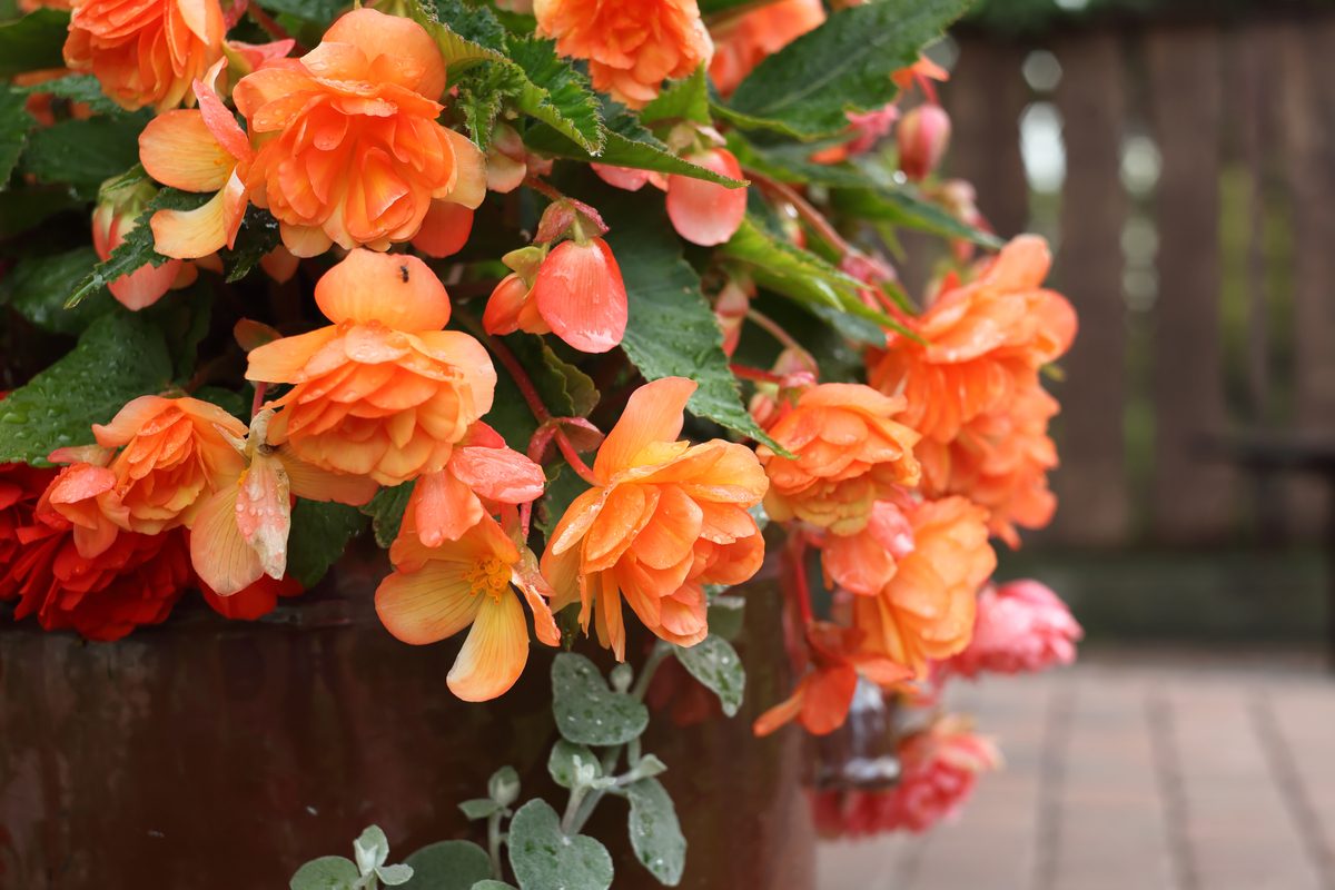 Orange begonia blooms
