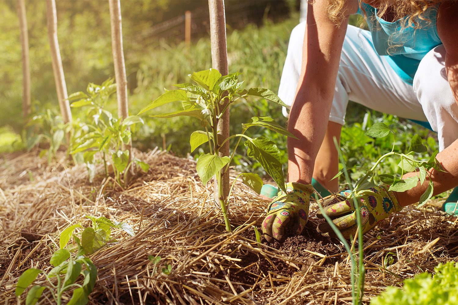 Woman gardening with organic mulch