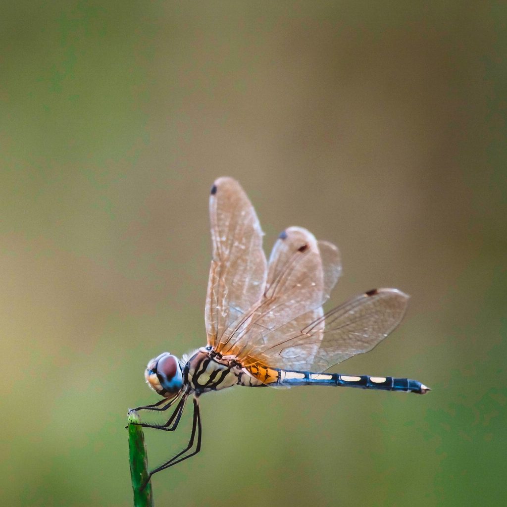 Dragonfly in air clutching a plant