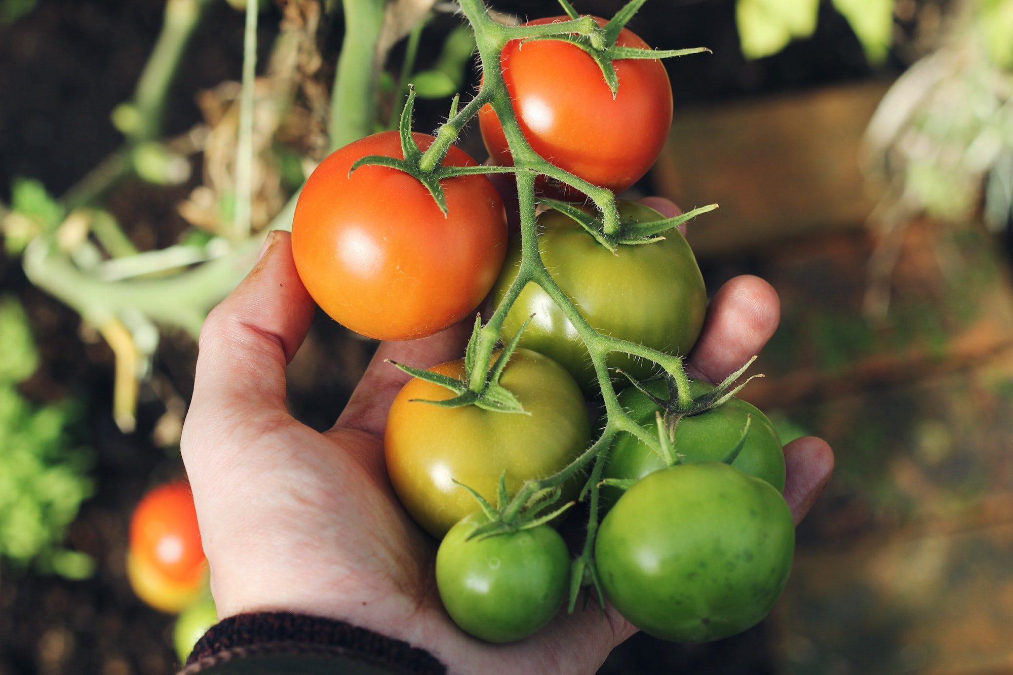 Person holding tomatoes on a plant