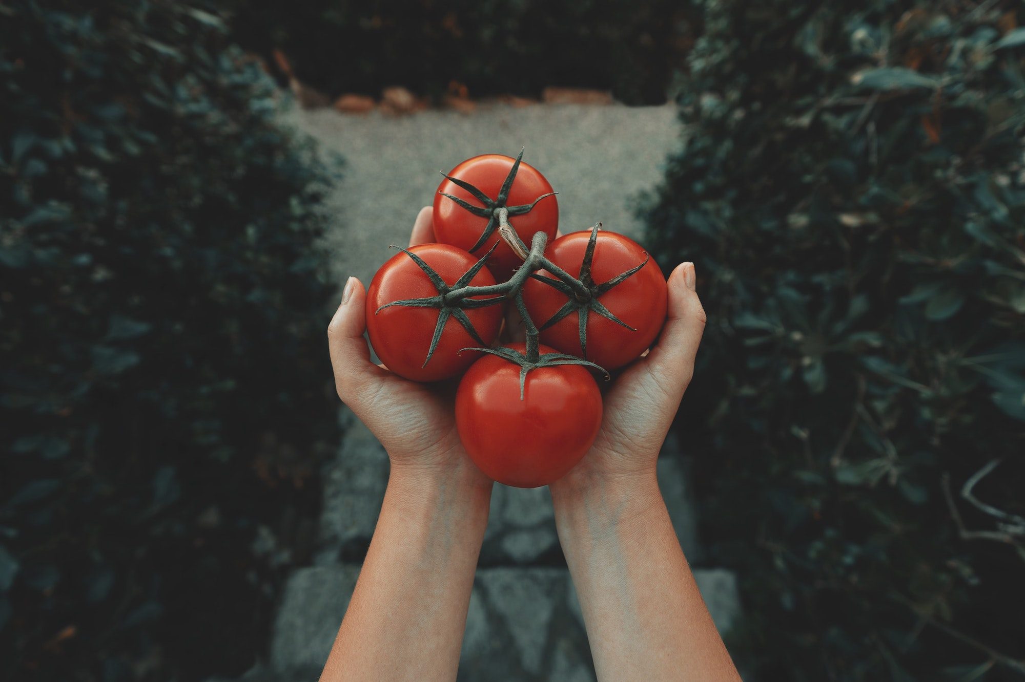 person holding four tomatoes