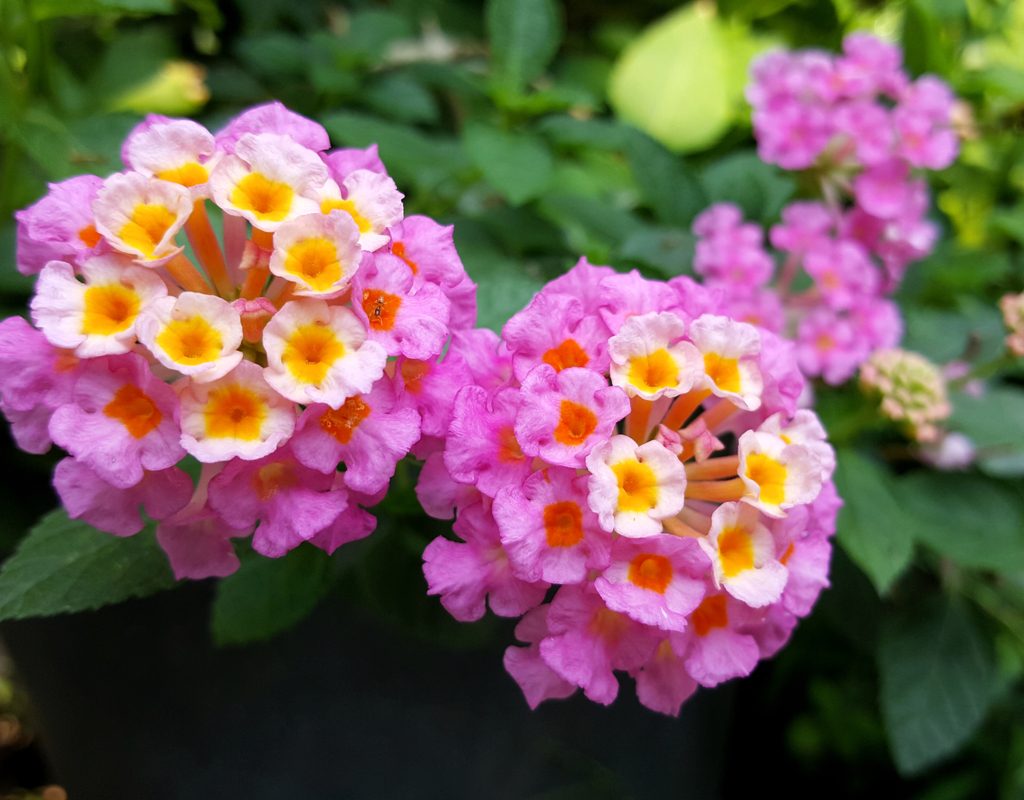 Pink, yellow, and white lantana blooms