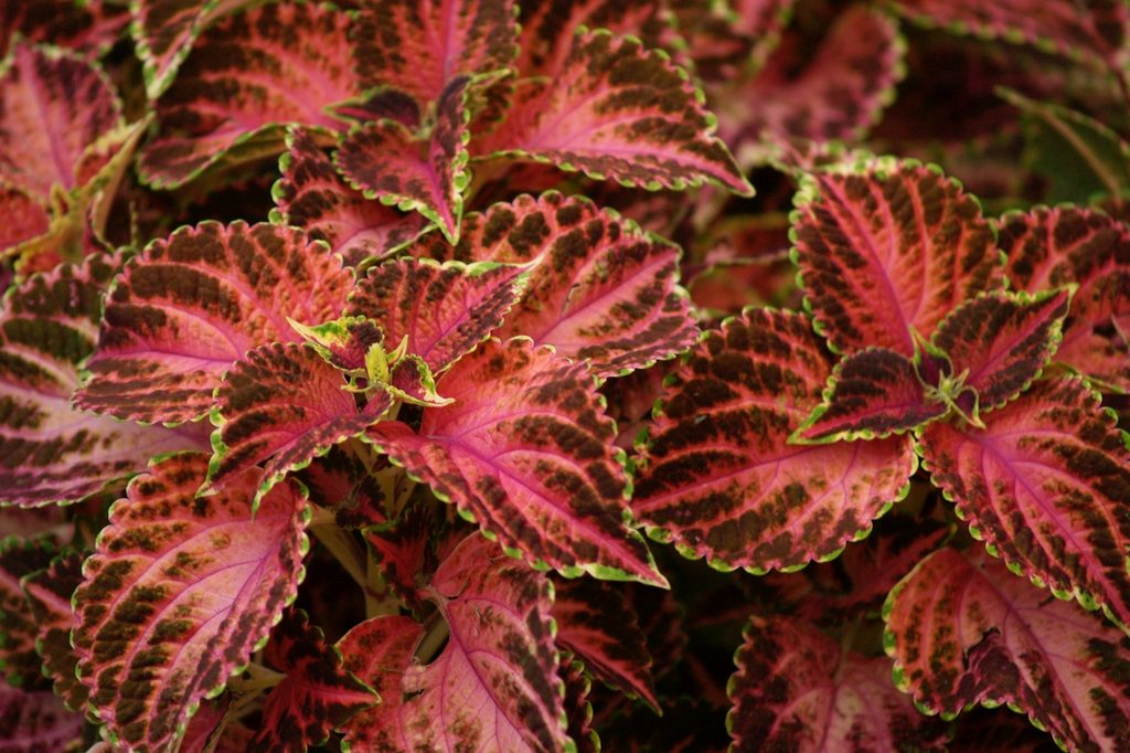 Close up of pink and green coleus leaves