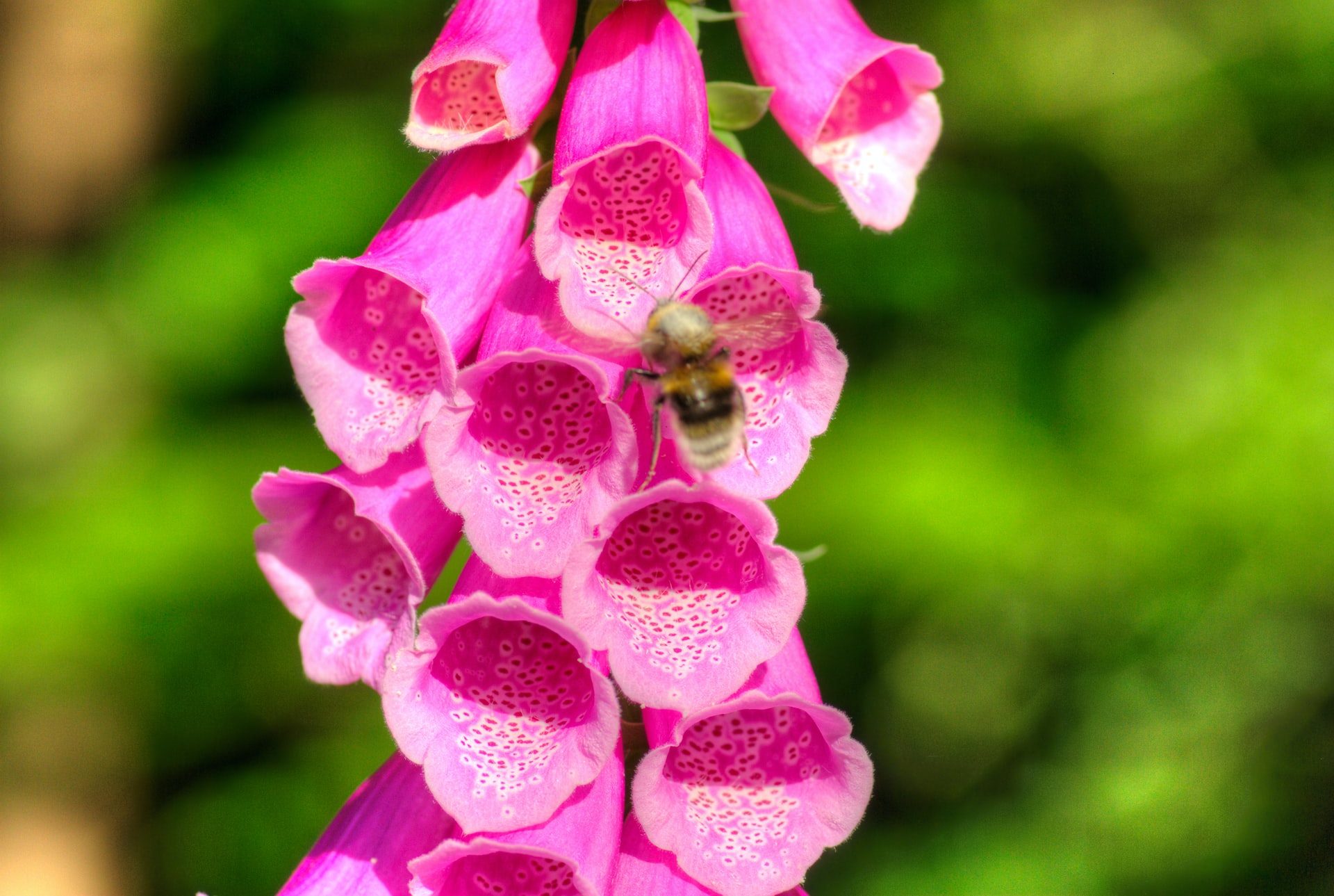 Pink foxglove with bee