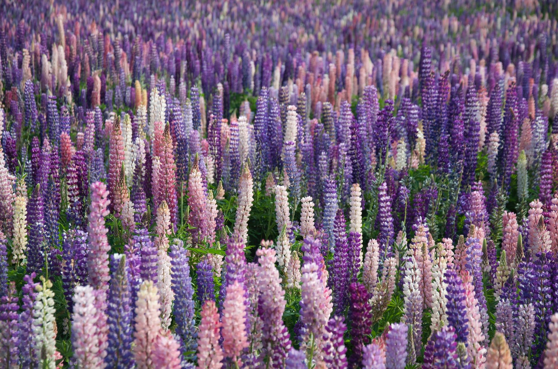 Field of pink, purple, and white foxgloves