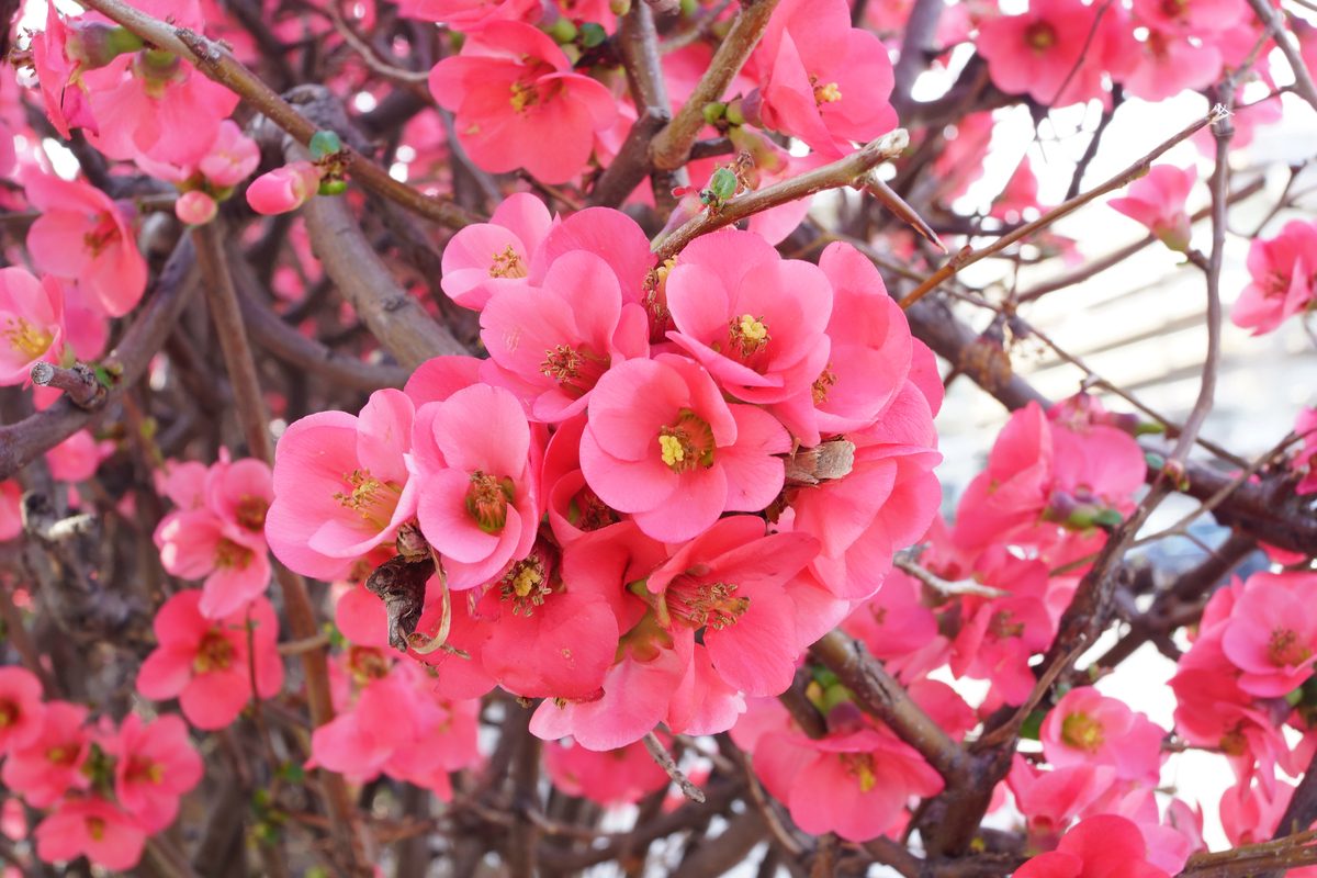 Pink quince flowers on branch
