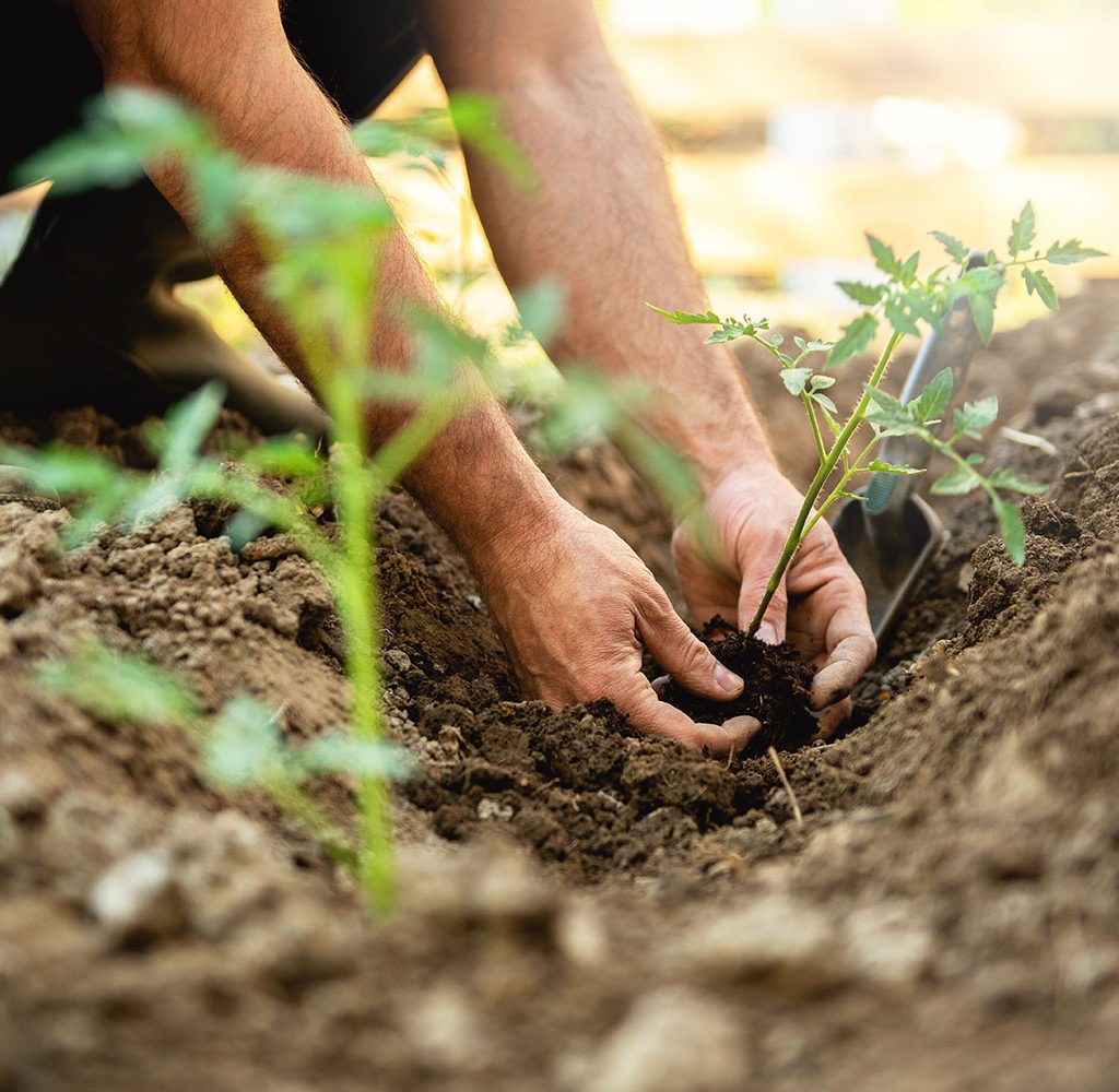 Best October vegetables