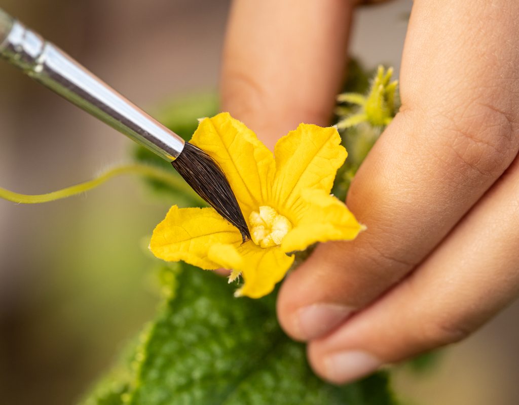 Person pollinating a cucumber flower with a paintbrush