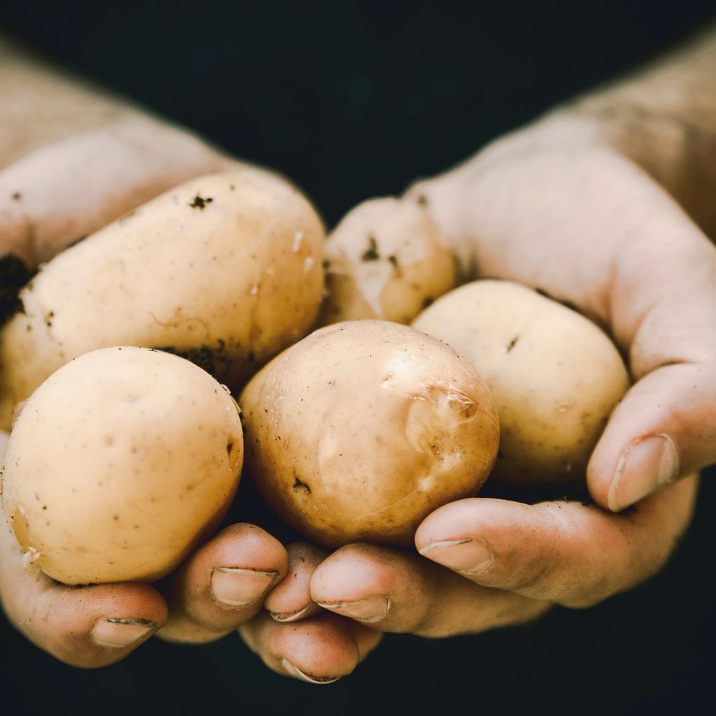 Cupped hands holding potatoes