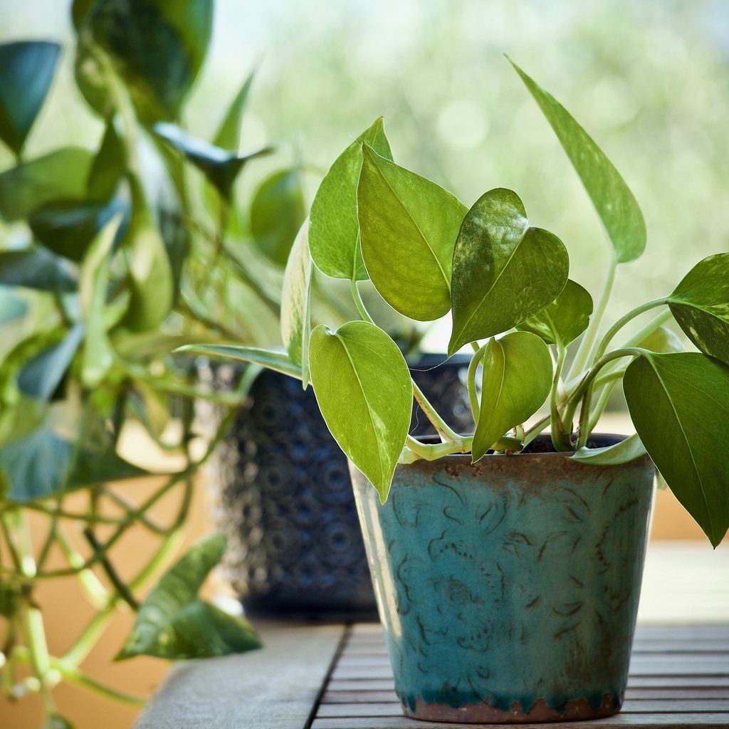 A potted pothos plant on a table