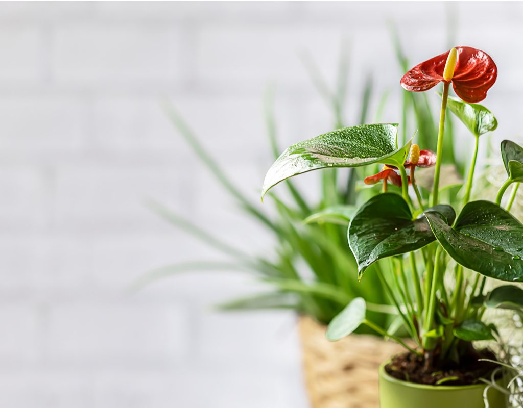 An indoor potted anthurium
