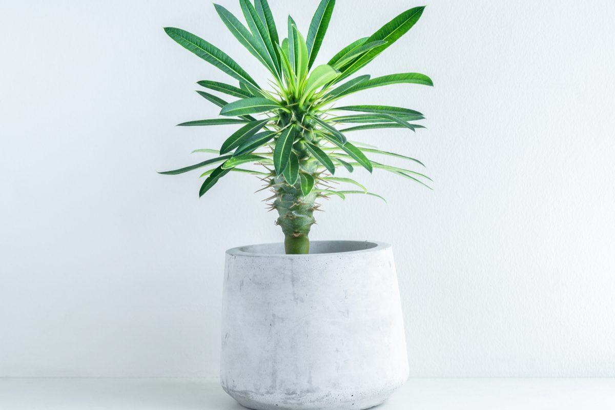 A potted Madagascar palm