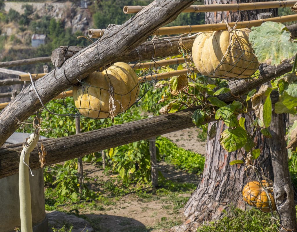 Pumpkins in slings growing on trellis