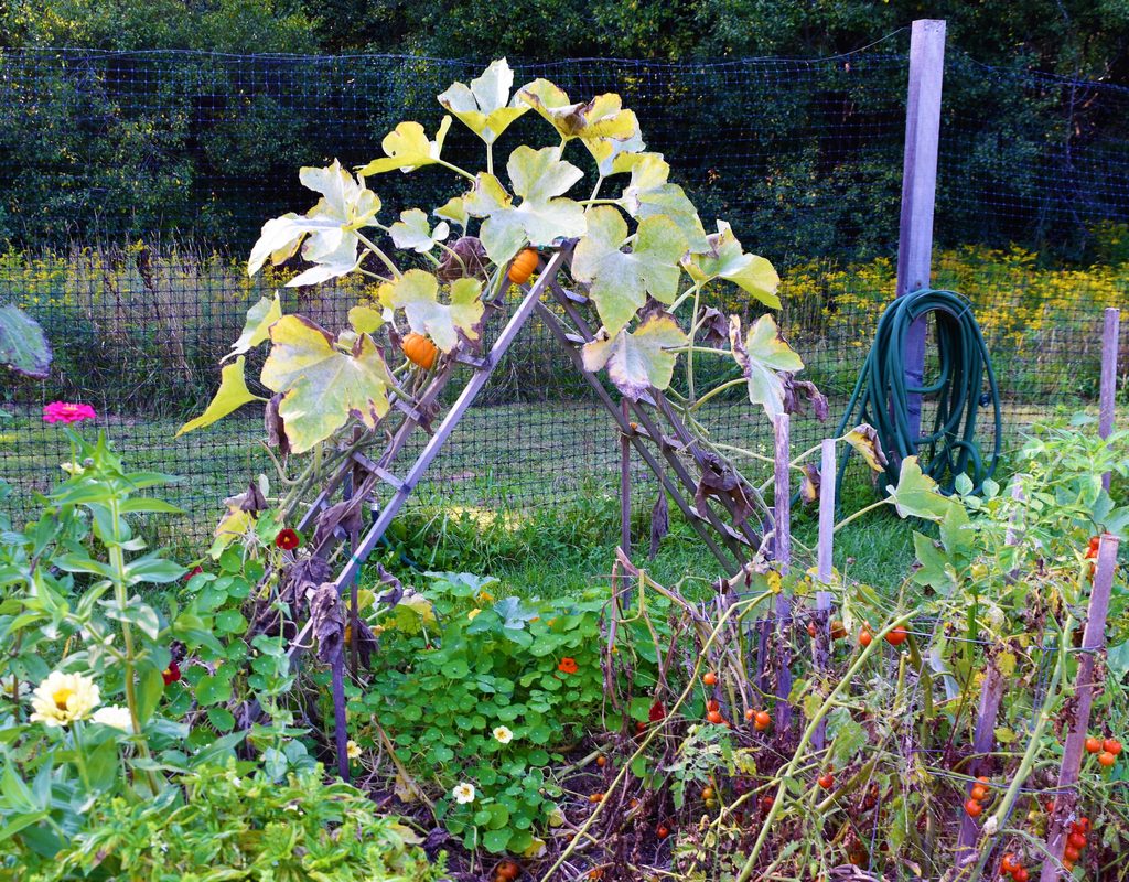 Pumpkins growing on A-frame trellis in garden