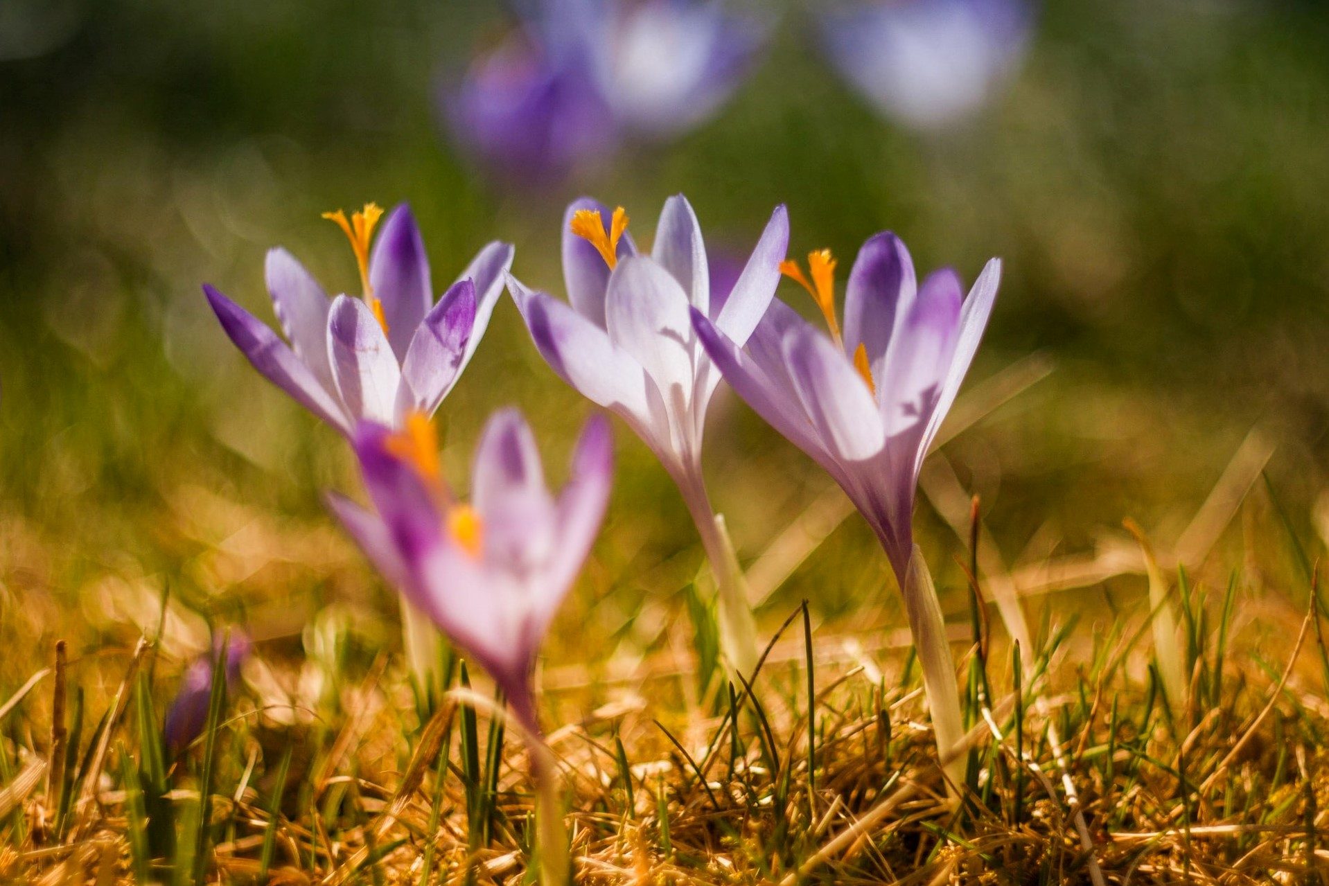 Purple crocuses in the sunlight