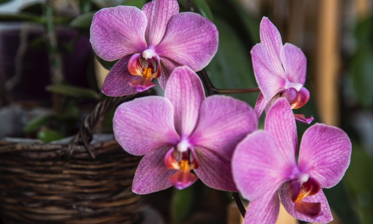 Purple orchids growing in a basket