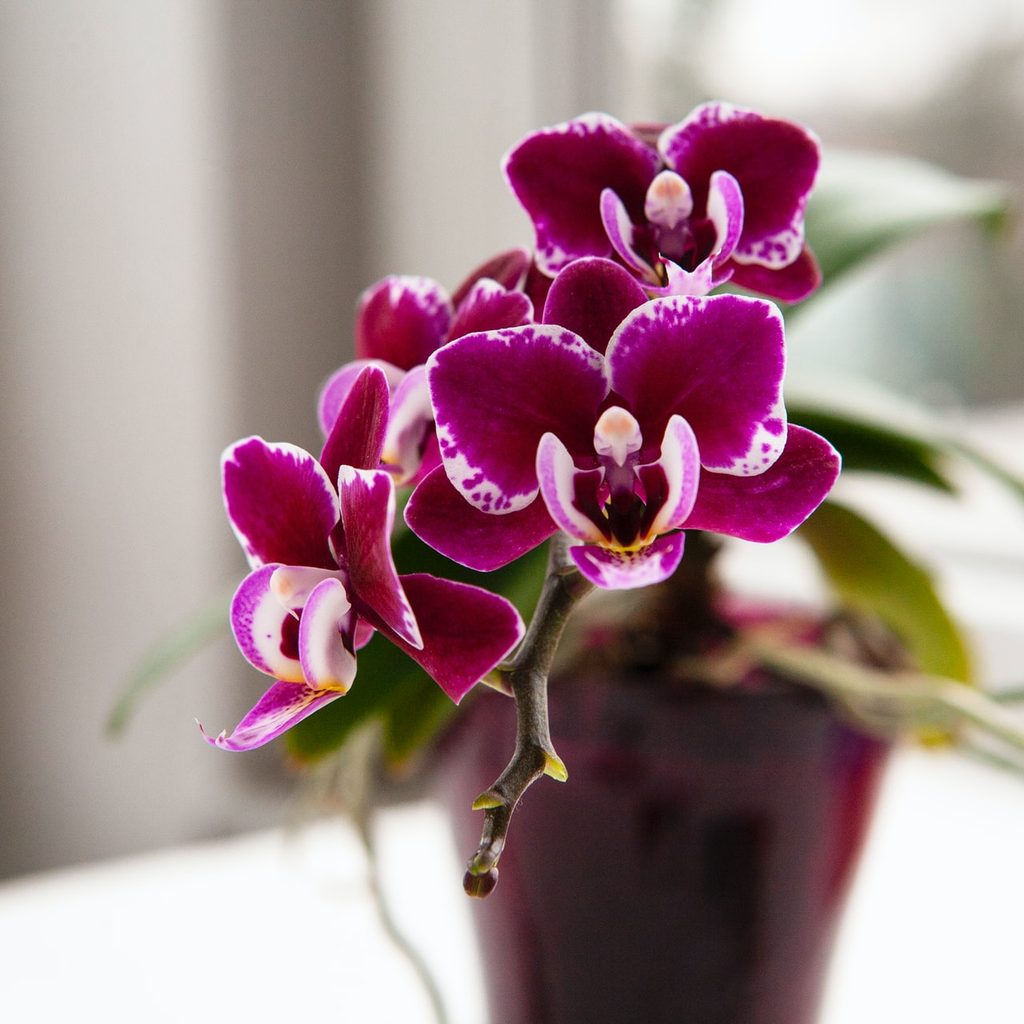 Purple potted orchids