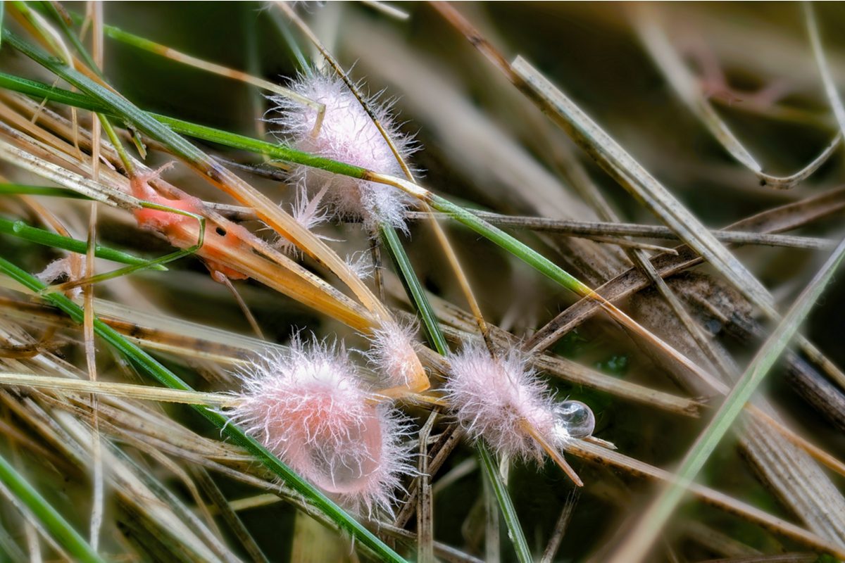 Red thread lawn fungus on grass