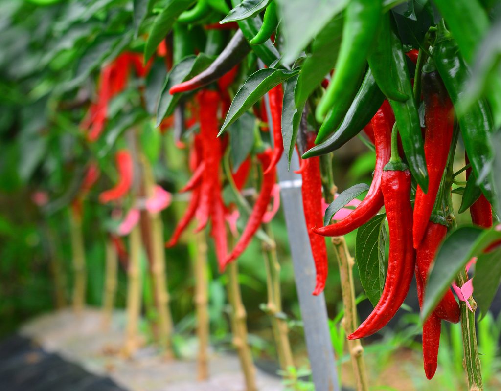 Growing chili peppers