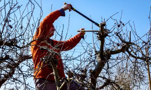 Man pruning a tree with clippers