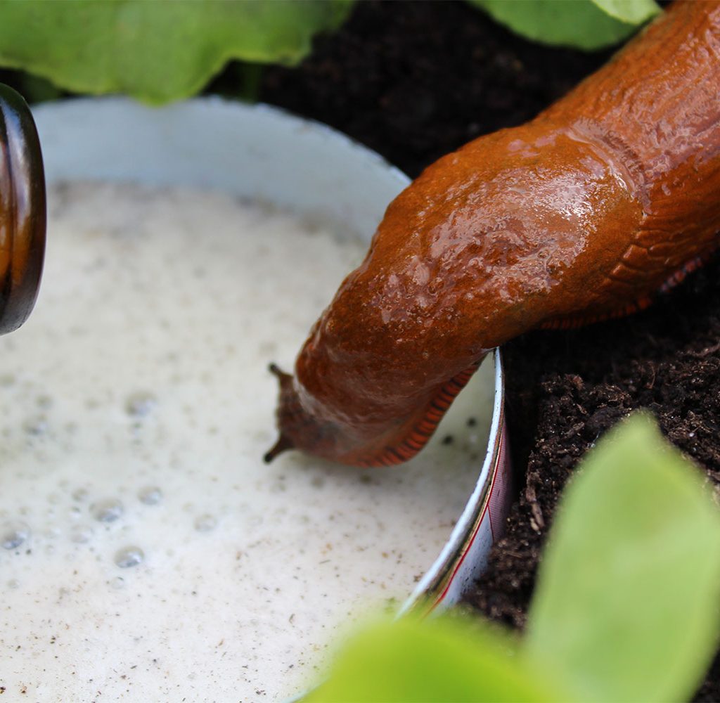 Slug drinking from a beer trap
