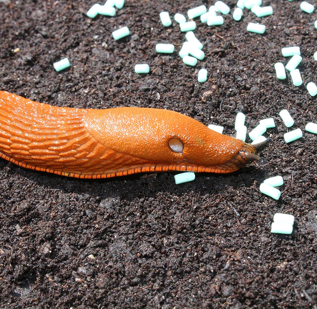 slug pellets