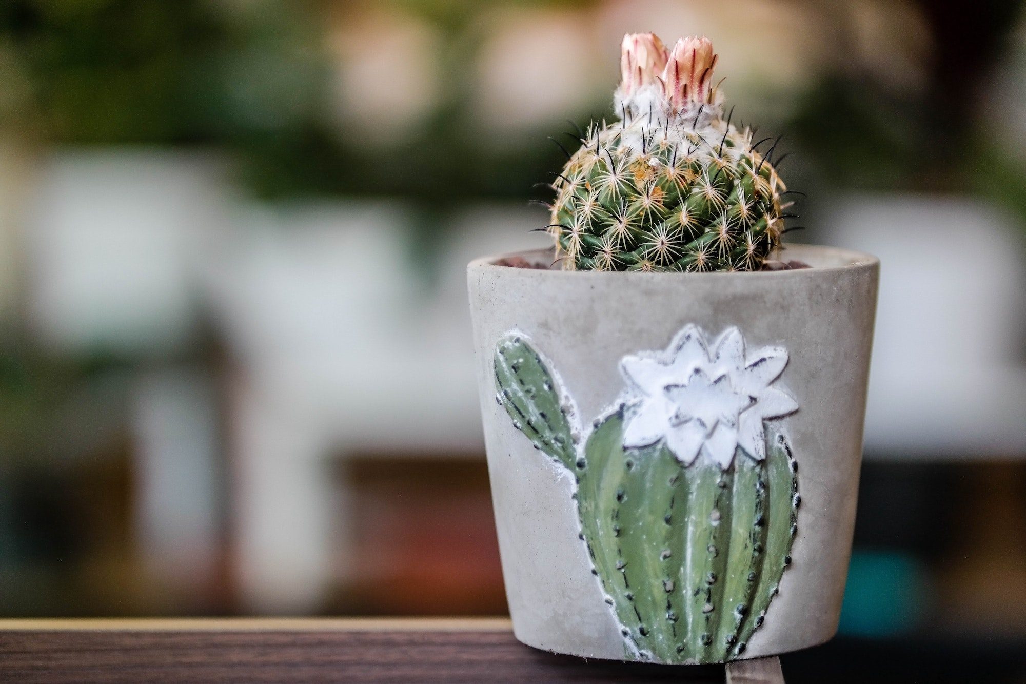 small cactus in planter with a cactus on front