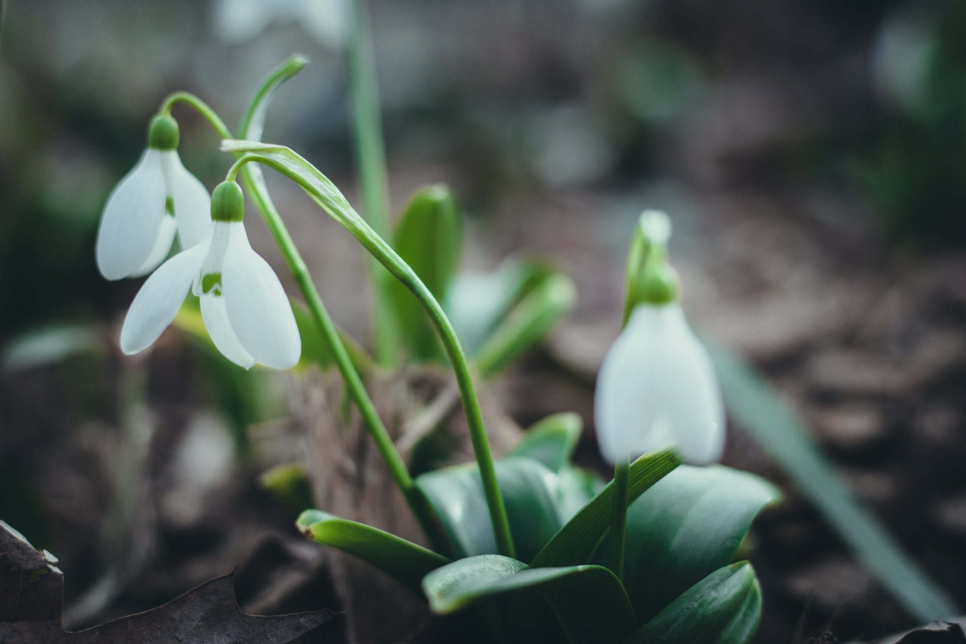 3 snowdrops up close