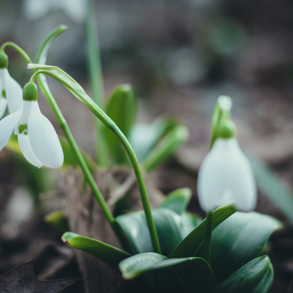 3 snowdrops up close