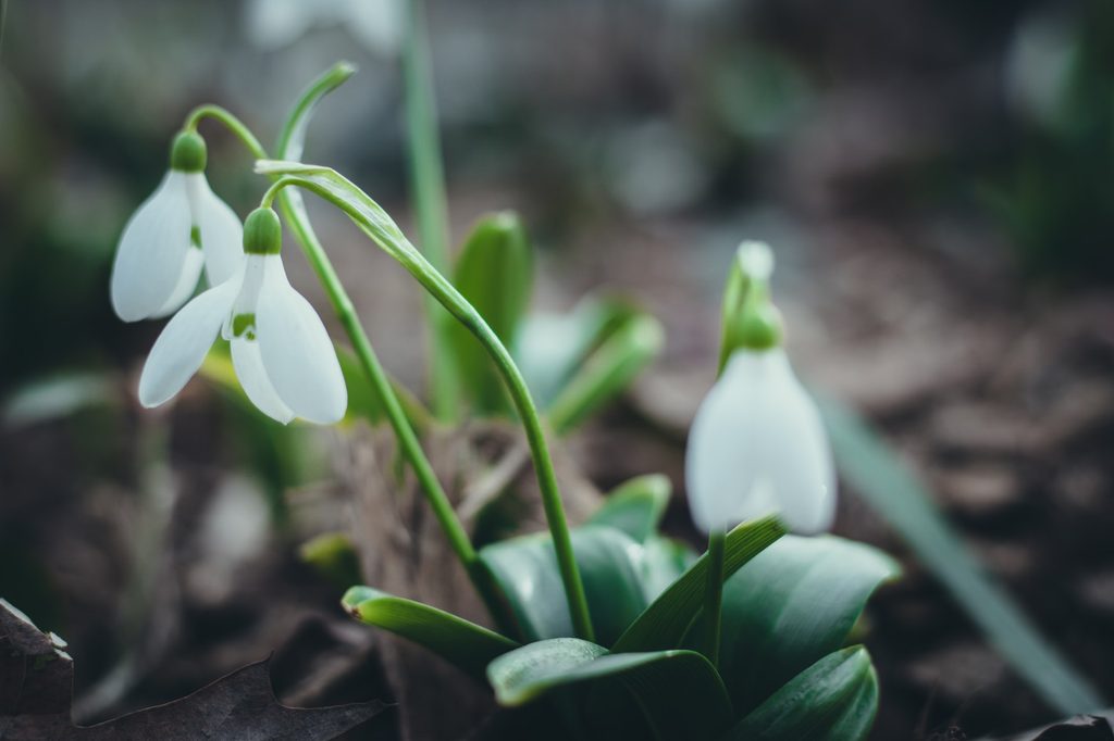 3 snowdrops up close