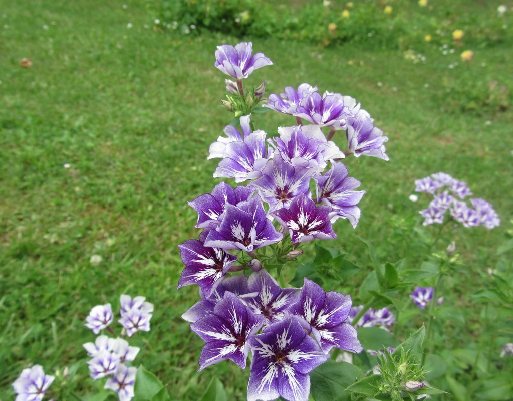 A cluster of phlox blossoms