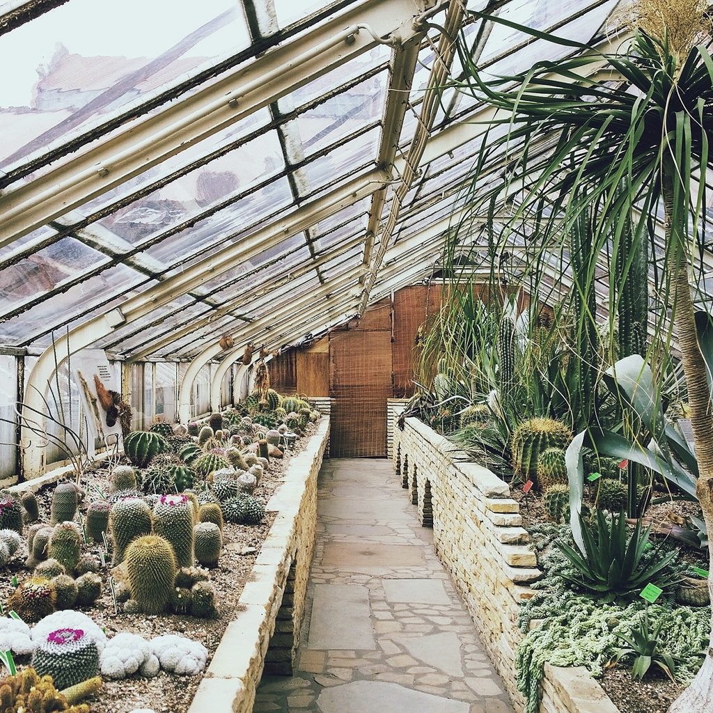 A tropical greenhouse