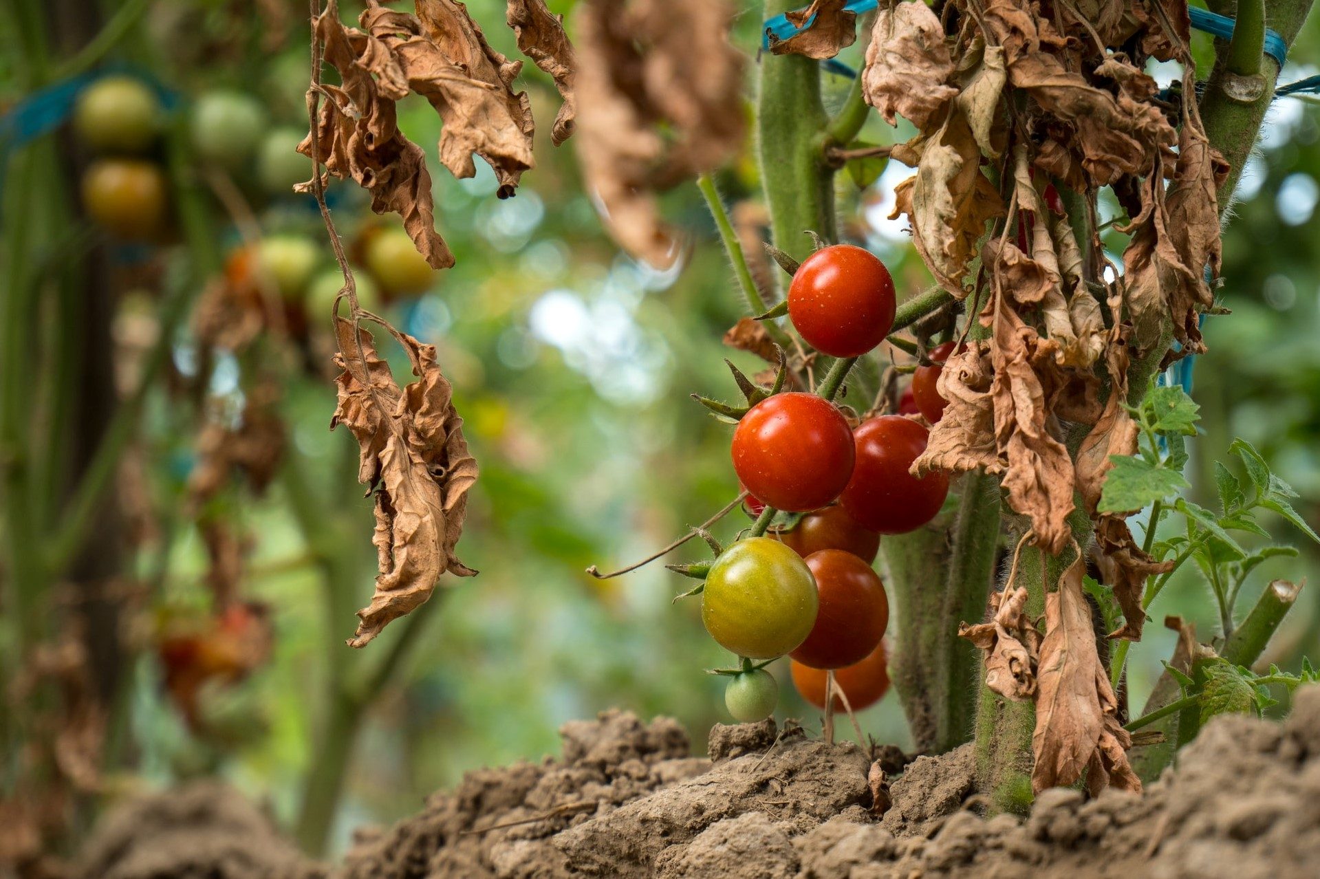 Unripe cherry tomatoes on a vine