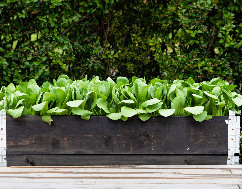 Vegetables growing in raised garden in box