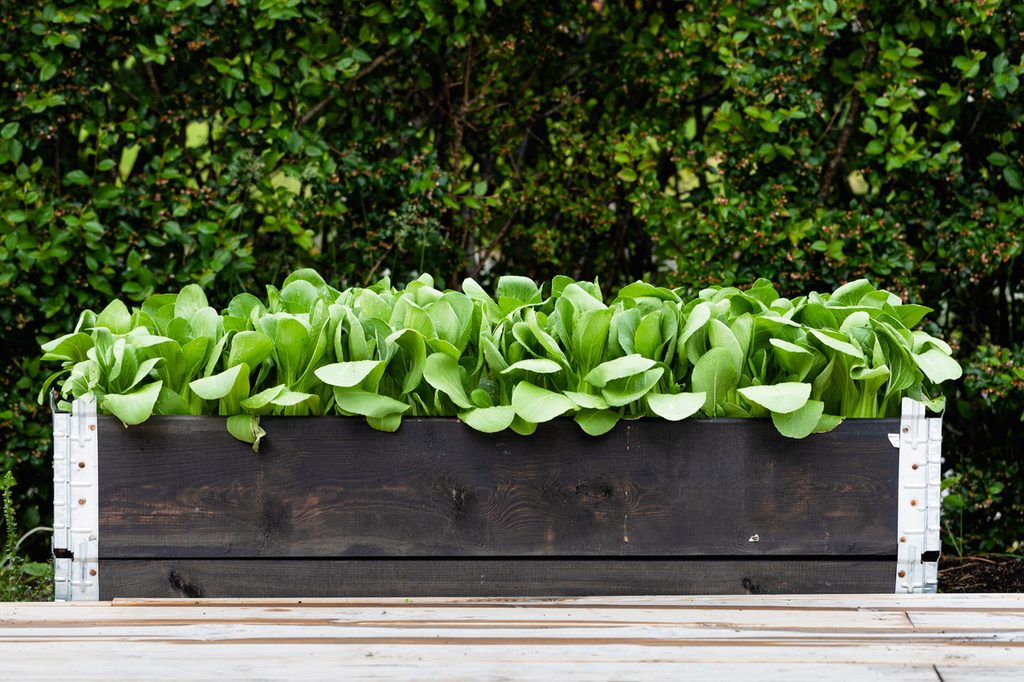 Vegetables growing in raised garden in box