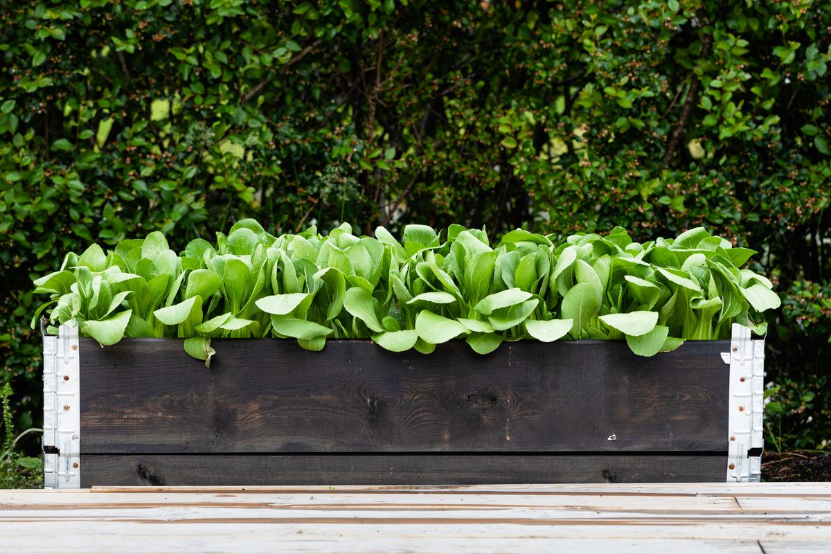 Vegetables growing in raised garden in box