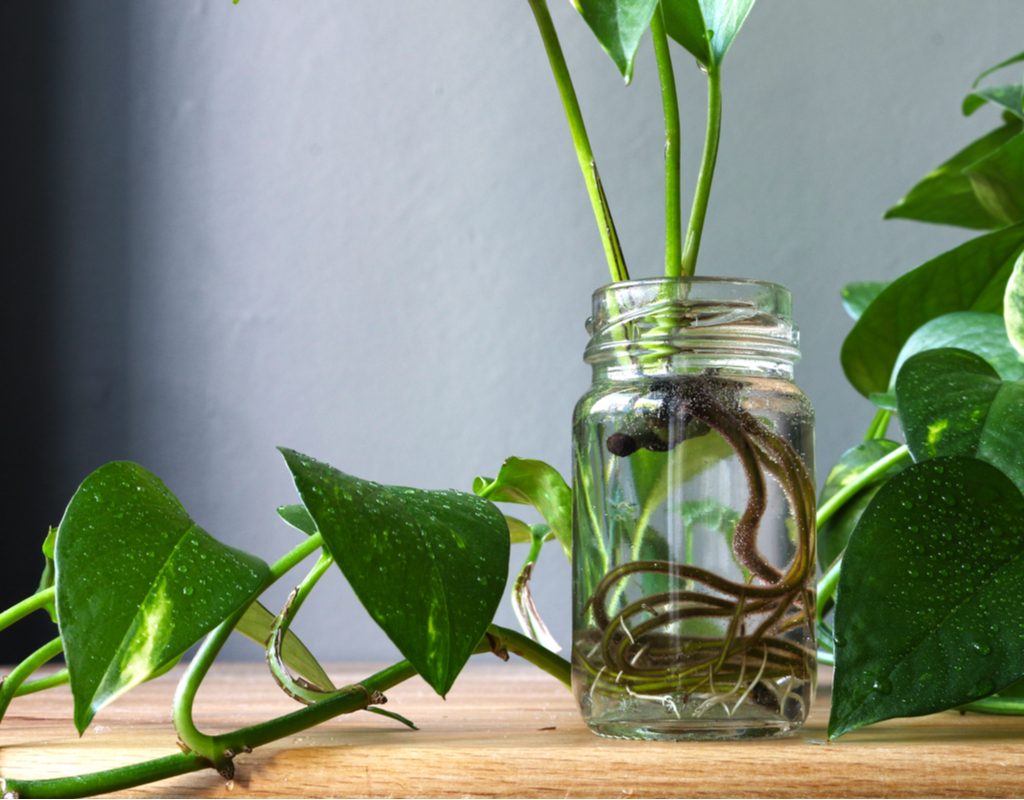 Pothos growing in water