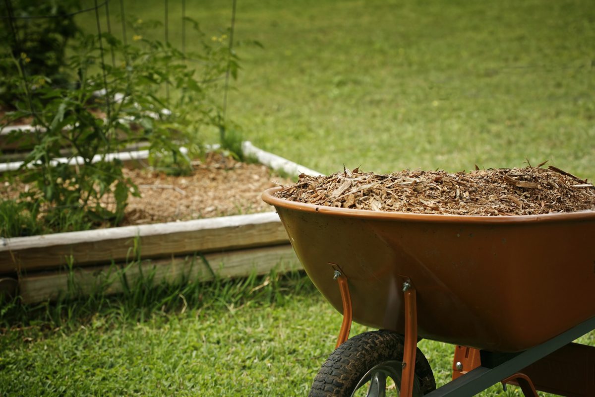 Wheelbarrow of mulch next to garden