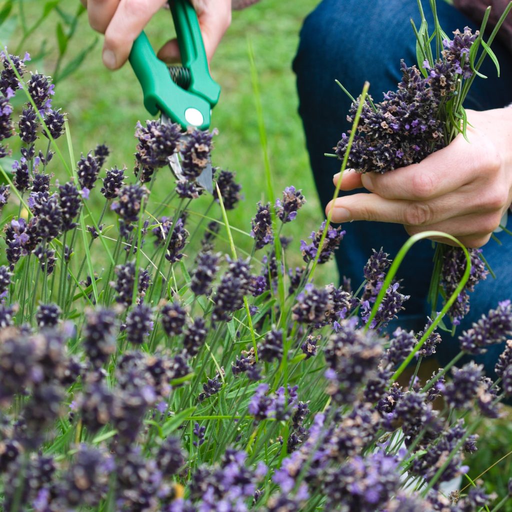 Woman kneeling cutting lavender with small clippers