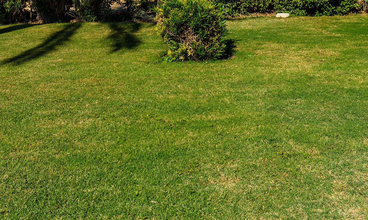 yellow patch on lawn