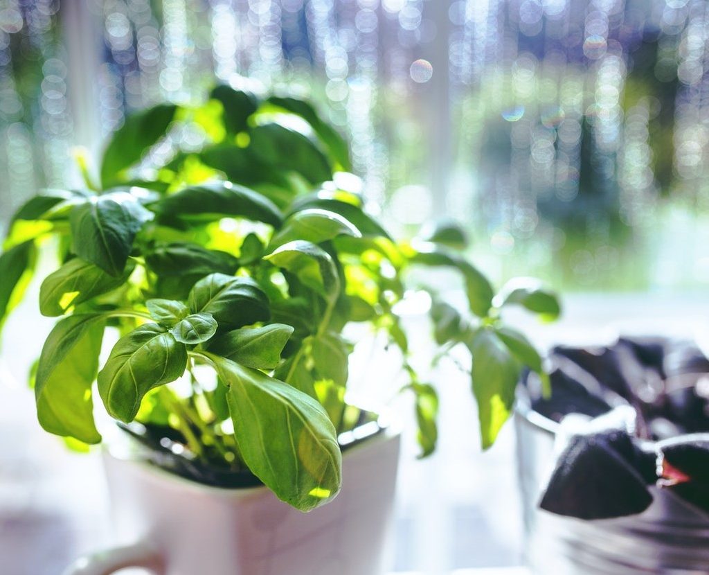 Small basil plant growing in a coffee mug