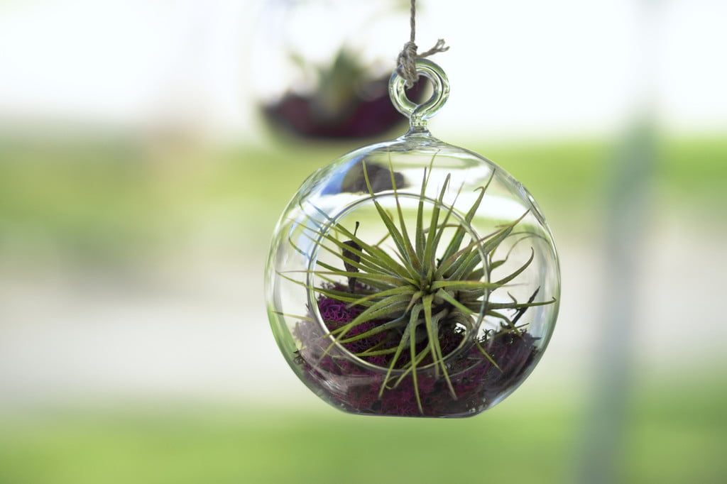 Air plant inside of holder