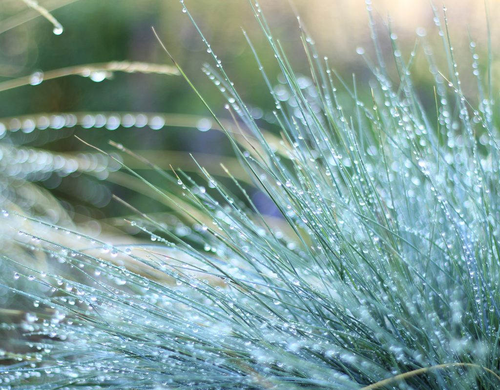 Close-up of blue fescue with dew